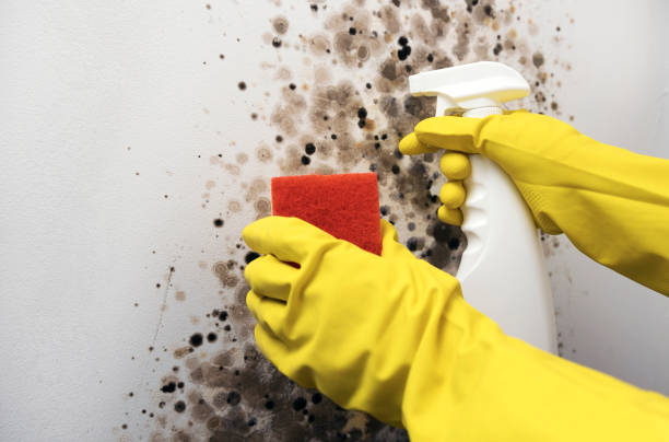 Best Professional Mold Removal  in USA